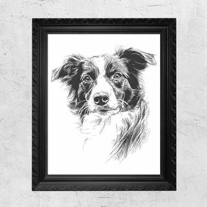 Op de afbeelding: Zwart-wit ingelijste kunstdruk van een Border Collie-hond. Het portret van de hond is een gedetailleerde pen- en inkttekening. De zwarte lijst heeft een decoratief, sierlijk ontwerp.
