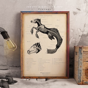 Hippocampus Print - Scientific Wall Art |  Vintage | Digital Download