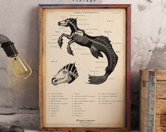 Hippocampus Print - Scientific Wall Art |  Vintage | Digital Download