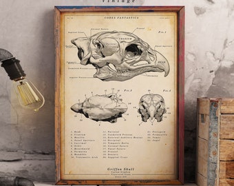 Griffon Skull Print - Scientific Wall Art |  Vintage | Digital Download