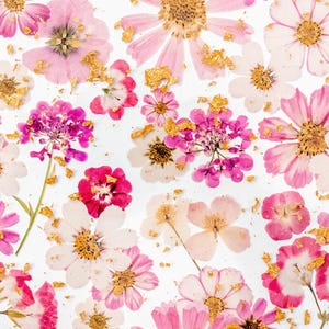 May include: A white background with pink and white pressed flowers and gold leaf accents. The flowers are arranged in a random pattern.