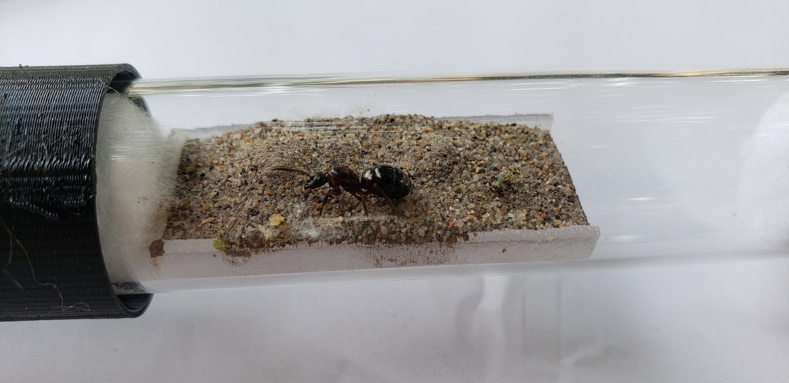 GROUTED Founding Ant Colony Test Tube Kit. Nest / Etsy