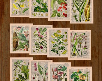 ヴィンテージ紙の植物イラスト、印刷可能なパターン、デジタル画像 12 枚、ジャンク ジャーナル、スクラップブック、ラッピング ペーパー、ポストカード、エフェメラ