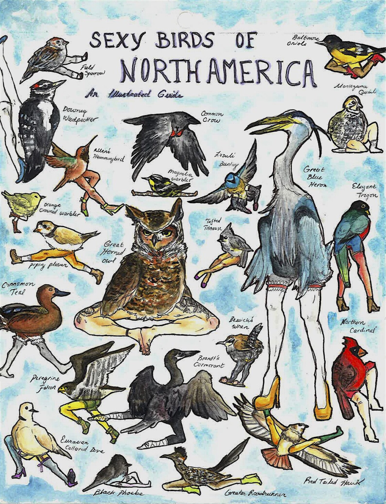 Sexy Birds of North America | Etsy