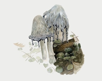 Shaggy Ink Cap Art Print 4x6 | 5x7 | 8x10 Art Print | Fungi | Shaggy Mane Mushroom | Fungi Illustration | Wall Art