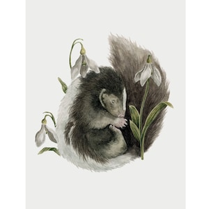 May include: A watercolor painting of a curled up skunk sleeping amongst white snowdrop flowers with green stems.