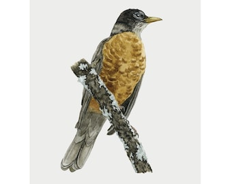 May include: A watercolor painting of an American robin perched on a branch. The bird has a black head, a bright orange breast, and a gray back. The branch is brown and has white spots.