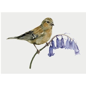 Bird and Bluebells Art Print | Watercolor Chaffinch and Botanical Wall Art | Bird Lover Gift for Her