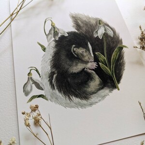 May include: A watercolor painting of a curled up skunk sleeping amongst white snowdrop flowers. The skunk is black and white with a white stripe down its back. The flowers are white with green stems and leaves.