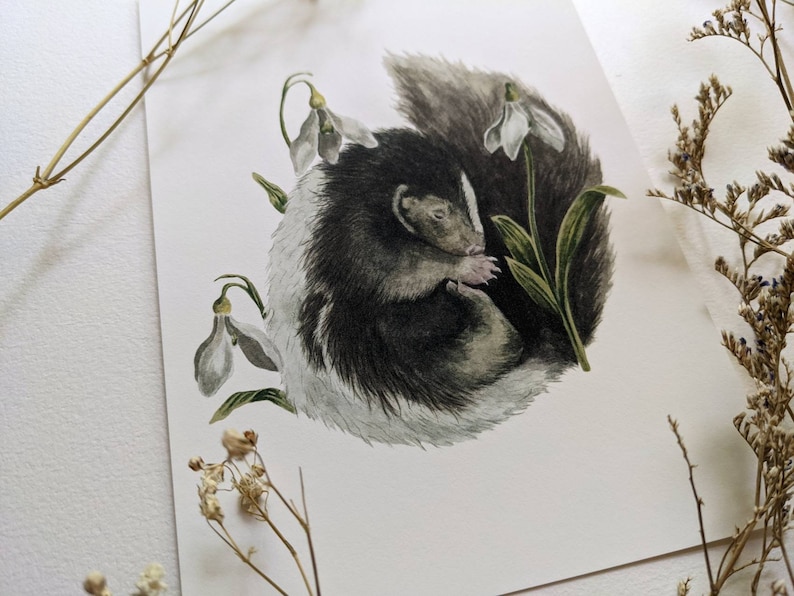 May include: A watercolor painting of a curled up skunk sleeping amongst white snowdrop flowers. The skunk is black and white with a white stripe down its back. The flowers are white with green stems and leaves.
