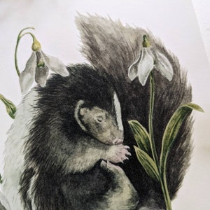 May include: A watercolor painting of a skunk curled up with its head resting on its paws. The skunk is surrounded by white snowdrop flowers with green stems.