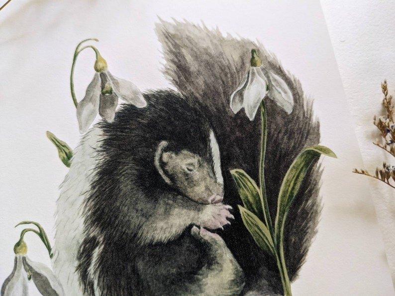 May include: A watercolor painting of a skunk curled up with its head resting on its paws. The skunk is surrounded by white snowdrop flowers with green stems.