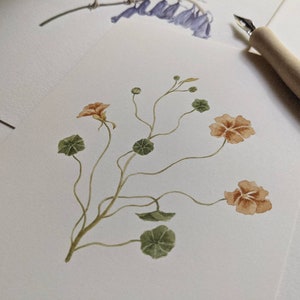 Original Nasturtium Watercolor Painting. Orange Flowers, Floral Art, Botanical Watercolor, Floral Illustration, Nasturtium painting.