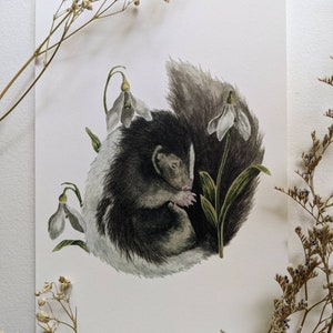 May include: A watercolor illustration of a black and white skunk curled up with snowdrop flowers. The skunk is surrounded by green leaves and white snowdrop flowers.