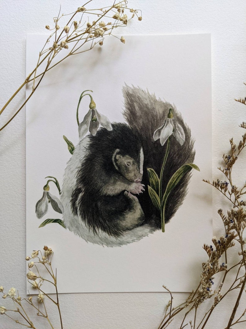 May include: A watercolor illustration of a black and white skunk curled up with snowdrop flowers. The skunk is surrounded by green leaves and white snowdrop flowers.