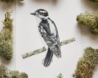 Downy Woodpecker 5x7 Art Print | Watercolor Bird Wall Art | Nature Painting