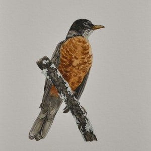 Original American Robin Painting | Watercolor