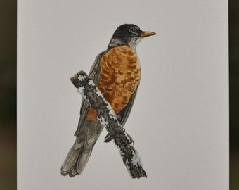 Original American Robin Painting | Watercolor