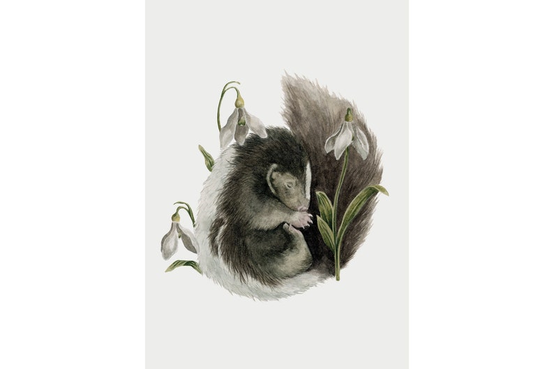 May include: A watercolor painting of a curled up skunk sleeping amongst white snowdrop flowers with green stems.