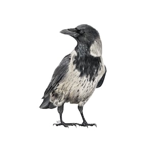 Postkarte / Kunstdruck "Hooded Crow" A6 A5 A4 A3