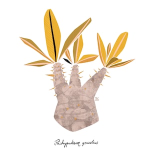 Postkarte / Kunstdruck "Pachypodium gracilius" A6 A5 A4 A3 Quadrat
