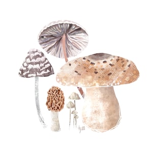 Postkarte / Kunstdruck "Mushroom" A6 A5 A4 A3 Quadrat