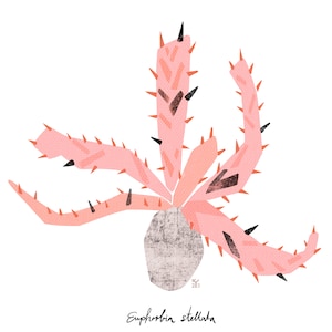 Postkarte / Kunstdruck "Euphorbia stellata" A6 A5 A4 A3 Quadrat