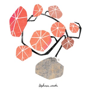 Postkarte / Kunstdruck "Stephania erecta" A6 A5 A4 A3 Quadrat