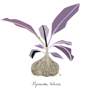 Postkarte / Kunstdruck "Myrmecodia tuberosa" A6 A5 A4 A3 Quadrat
