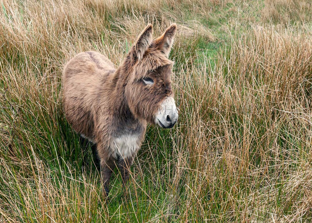 Donkey in the Rushes Etsy