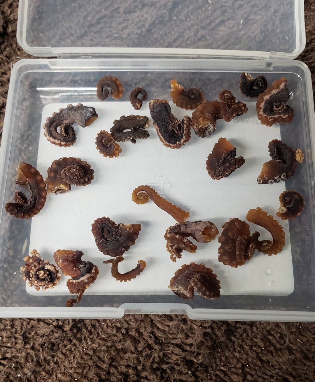 Dried Octopus Tentacles formalin Fixed Mummified Etsy