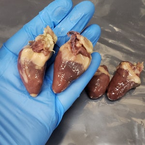 Real Chicken Hearts *Wet Specimen* Jar Optional