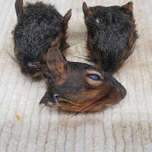Wet Specimen Squirrel Head