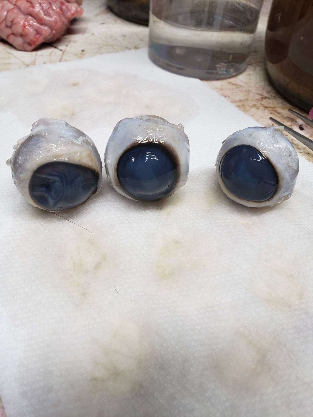 High Domed Blue Fawn Baby Deer Glass Eyes – Handmade Glass Eyes