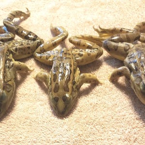 Frog *Wet Specimen*