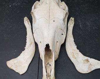 Real Horse Skull