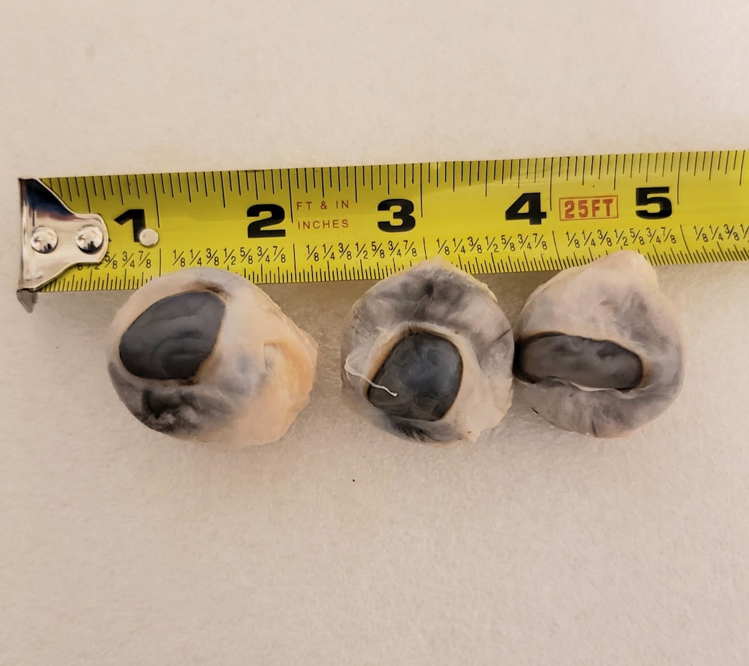 Sheep Eyes wet Specimen Etsy