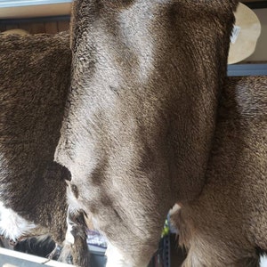 Deer Hide Scraps (Please Read Description)
