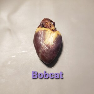 Bobcat Hearts *Wet Specimen*