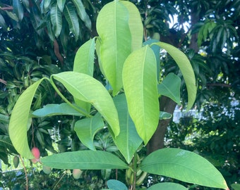 Seashore Mangosteen Seedling - Garcinia hombroniana - Rare Fruit Tree!