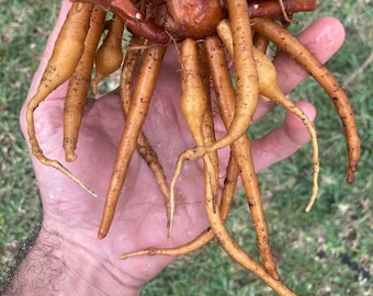 FRESH Krachai Roots For Planting!  - RARE Culinary Herbal!