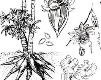 2 oz d'extraits de plantes - À CHOISIR DANS LA LISTE !!
