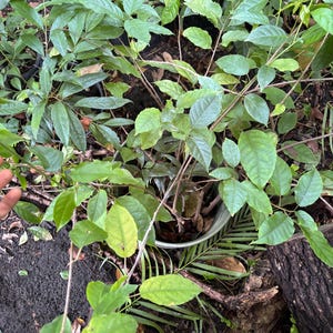 May include: A potted plant with numerous thin, woody stems and vibrant green, oval-shaped leaves. The plant is situated among other foliage, with the container partially visible beneath the dense canopy of leaves and branches extending outward.