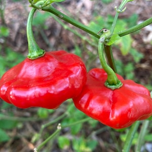 Aji Dulce! Sweet Pepper! Perennial Pepper Seeds!