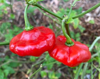 Aji Dulce! Sweet Pepper! Perennial Pepper Seeds!