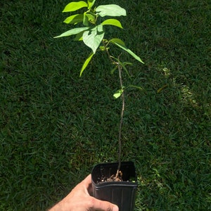 Maví Tree - Mauby - Florida Grown!