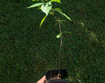 Maví Tree - Mauby - Colubrina elliptica