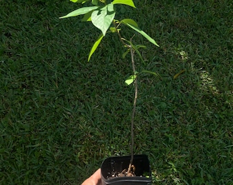 Arbre Maví - Mauby - Floride cultivé !