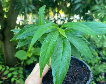 Mucura - Ptiveria alliacea - Variété à feuilles étroites