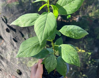 Semis MAVÍ - Colubrina elliptica